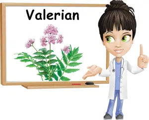Valerian benefits