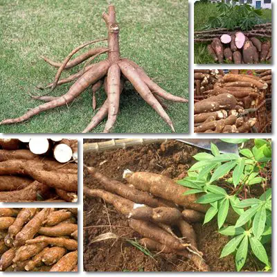 Cassava