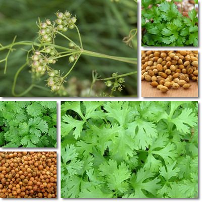 Coriander