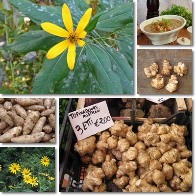 Jerusalem artichoke