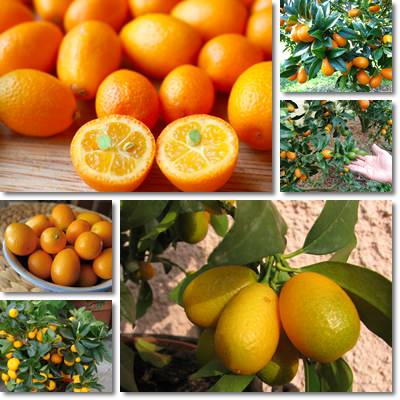 Kumquat