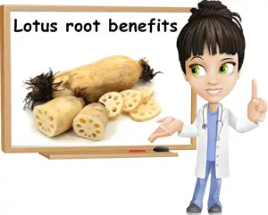 Lotus root benefits