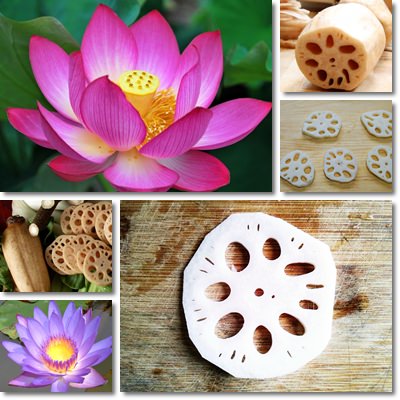 Lotus root