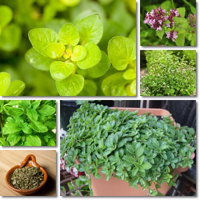 Marjoram