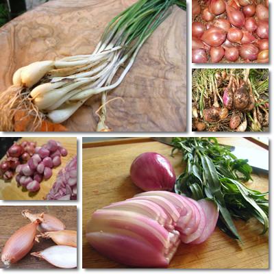 Shallot