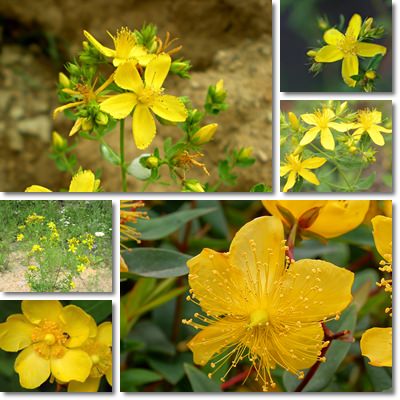 St. John's wort