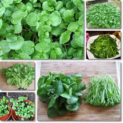 Watercress