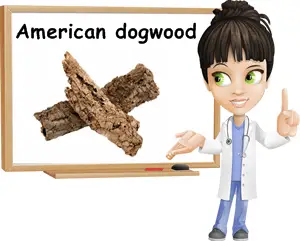 American dogwood bark benefits