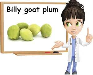 Billy goat plum benefits