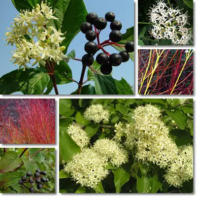 Common dogwood