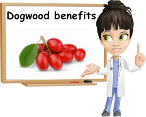 Dogwood benefits