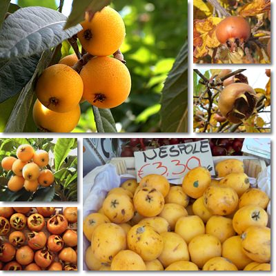 Loquat