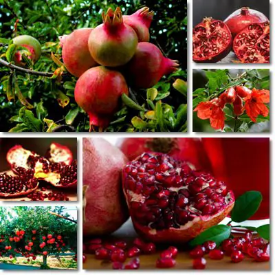 Pomegranate