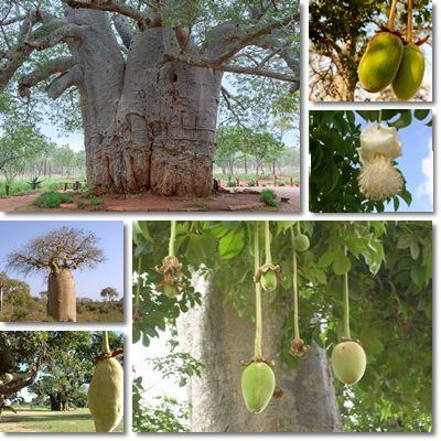 Baobab