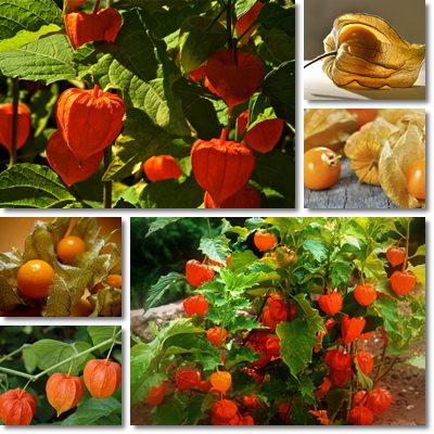 Physalis