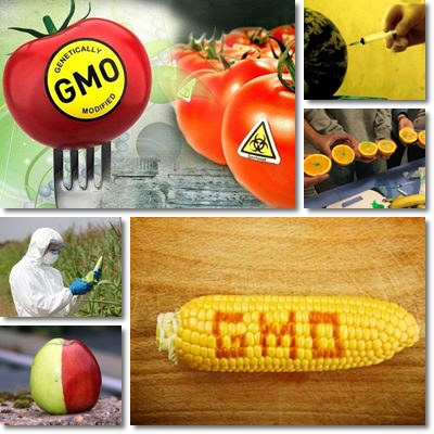 GMO