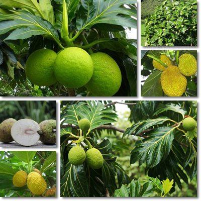 Breadfruit