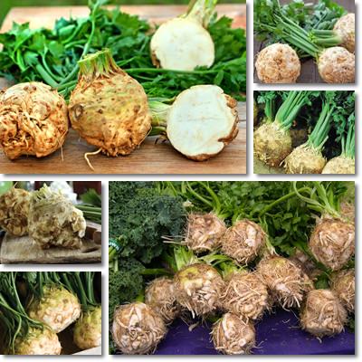 Celeriac