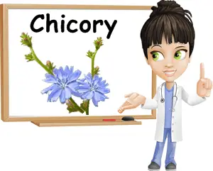 Chicory benefits