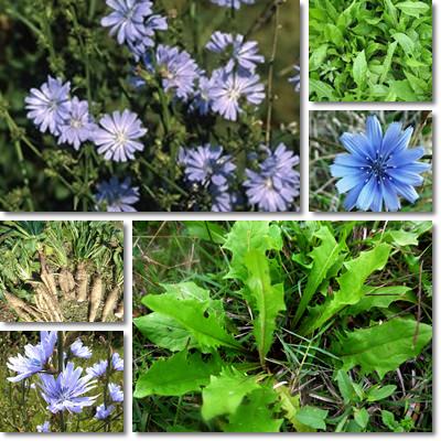 Chicory