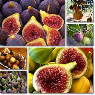 Figs