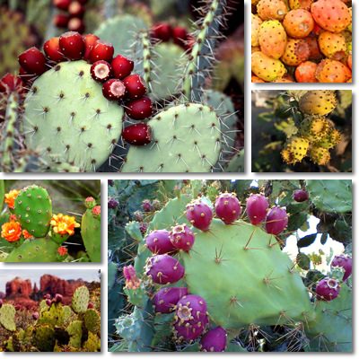 Prickly pear