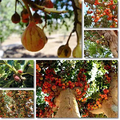 Usos de la fruta del árbol sicómoro
