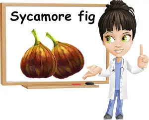 Sycamore figs benefits