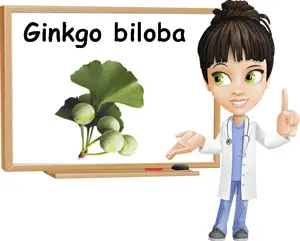 Ginkgo biloba benefits