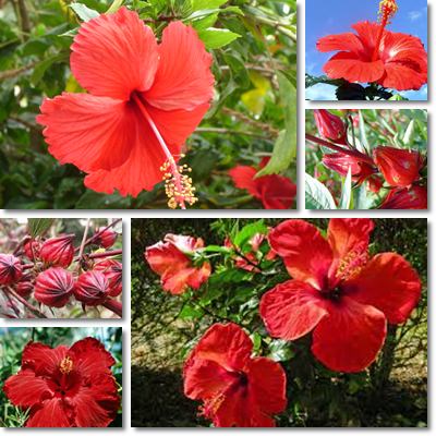 Hibiscus