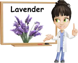 Lavender benefits