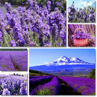 Lavender