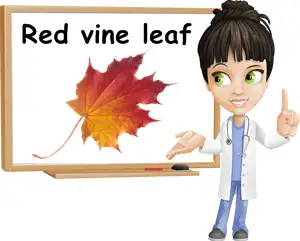 Red vine leaf benefits