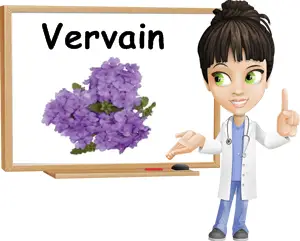 Verbena benefits