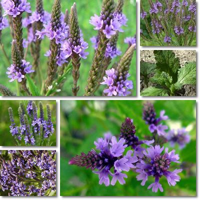 Vervain