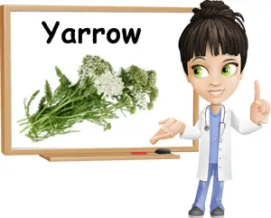 Yarrow benefits