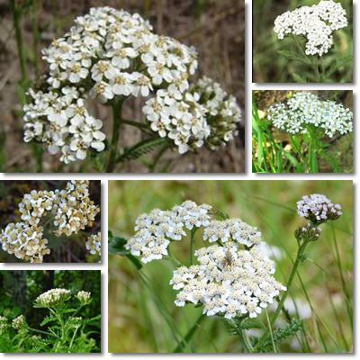 Yarrow