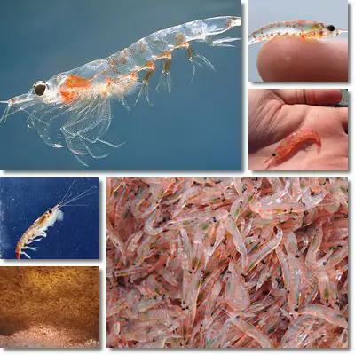 Krill oil