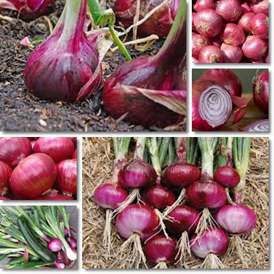 Red onion