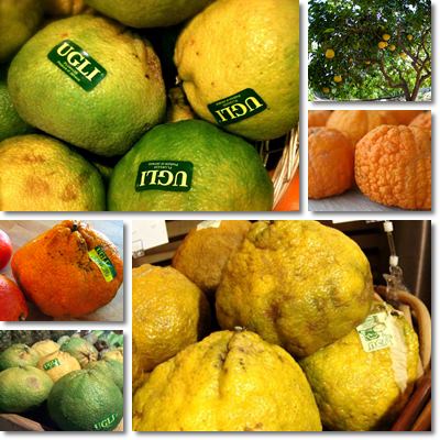 Ugli fruit