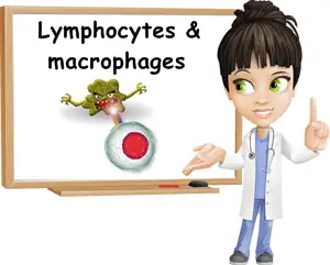 How lymphocytes and macrophages work