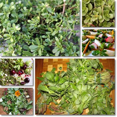 Purslane recipe ideas