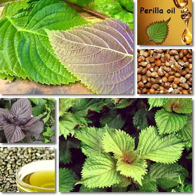 Perilla seed oil properties