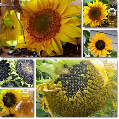 Sunflower oil