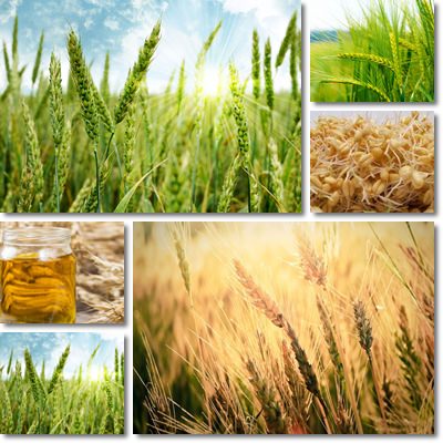 Wheat germ oil benefits