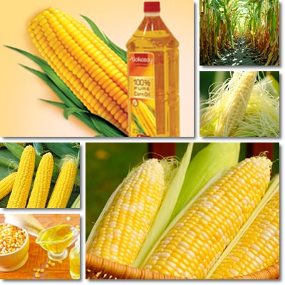 corn oil benefits