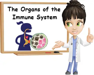 functions of immune system organs