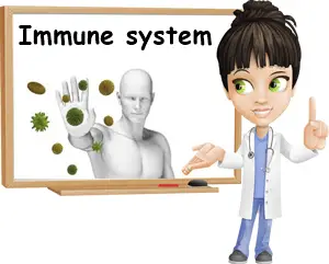 how the immune system works
