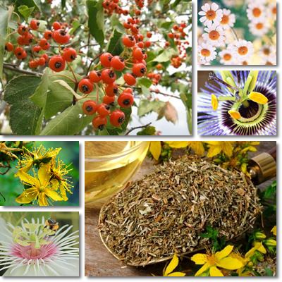 Best anxiety herbal remedies