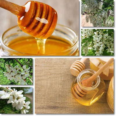 Acacia honey properties